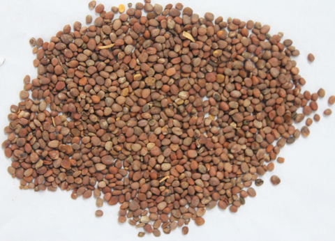 歐迪奧中藥瘦身貼有效果嗎? 歐迪奧中藥瘦身貼有效果嗎?