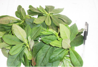 歐迪奧中藥瘦身貼有效果嗎? 歐迪奧中藥瘦身貼有效果嗎?